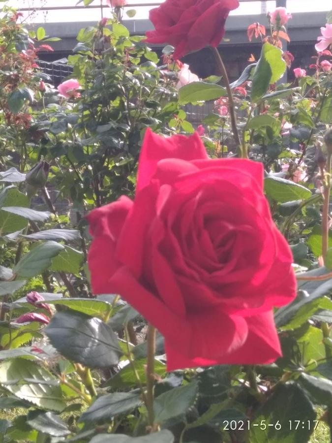 Alle Rose Barcolane Trieste Exterior photo